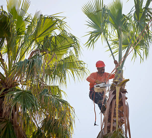 Palm Tree Trimming in Penhook, VA